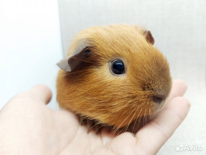 Морская свинка калифорния