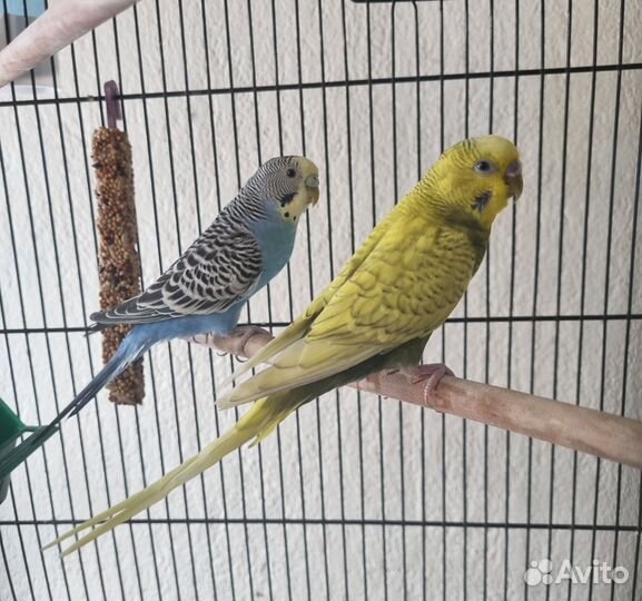 Волнистые попугаи