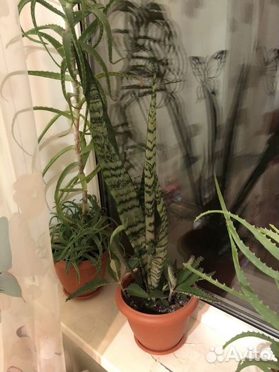 Сансевиерия