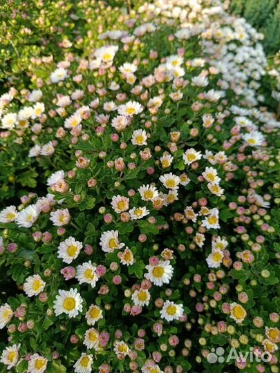 Хризантема шаровидная мультифлора