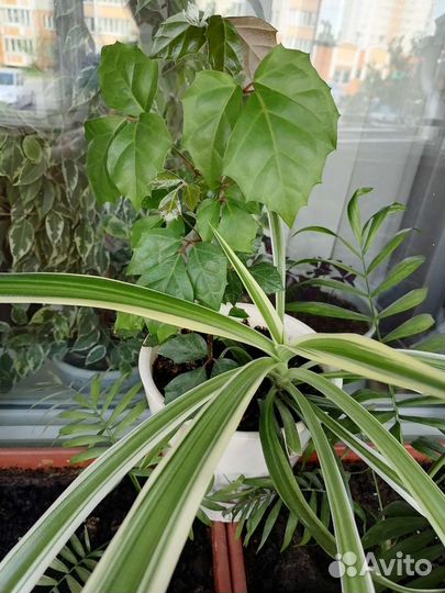 Дендробиум