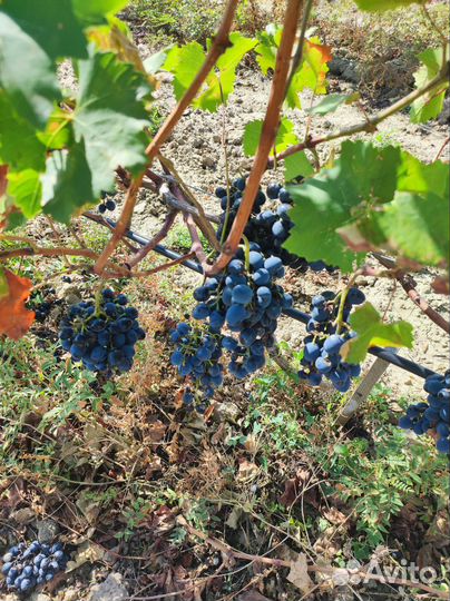 Виноград молдова на вино