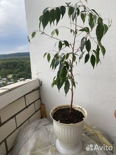Фикус бенджамина