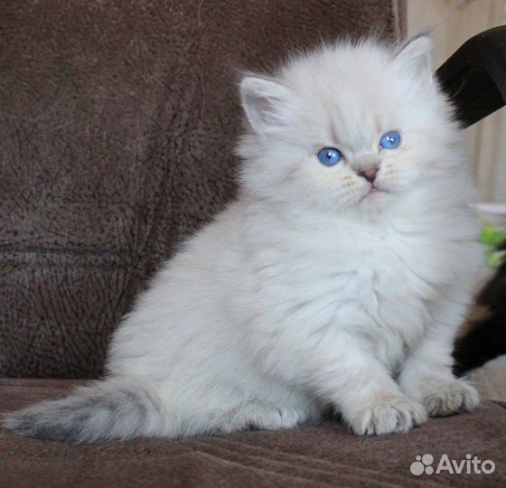 Шикарные котятки
