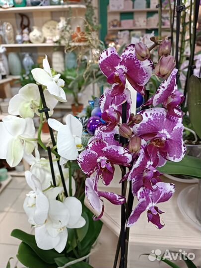 Орхидеи с доставкой