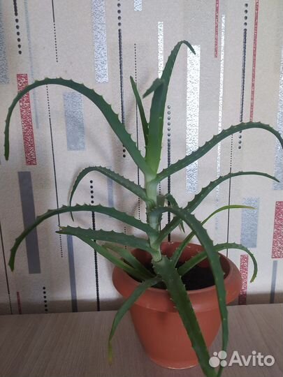 Алоэ вера лечебный