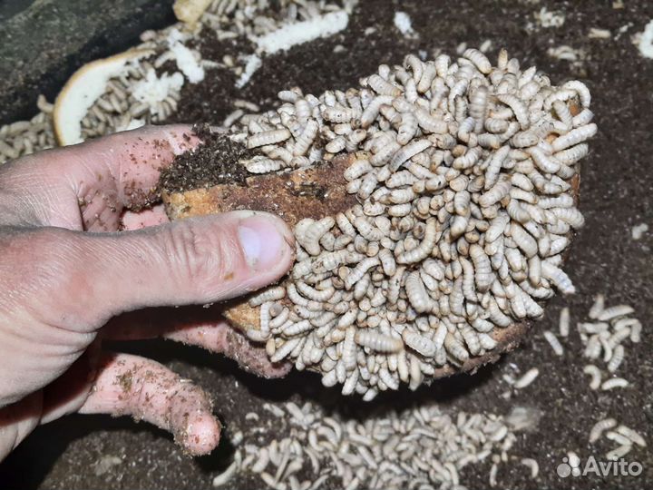 Яйцо, личинки, черной львинки