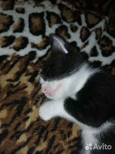 Ласковая кошечка, 2,5мес