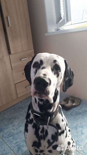 Далматин кобель