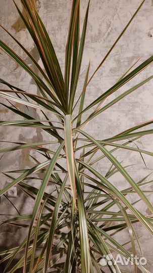 Драцена окаймленная