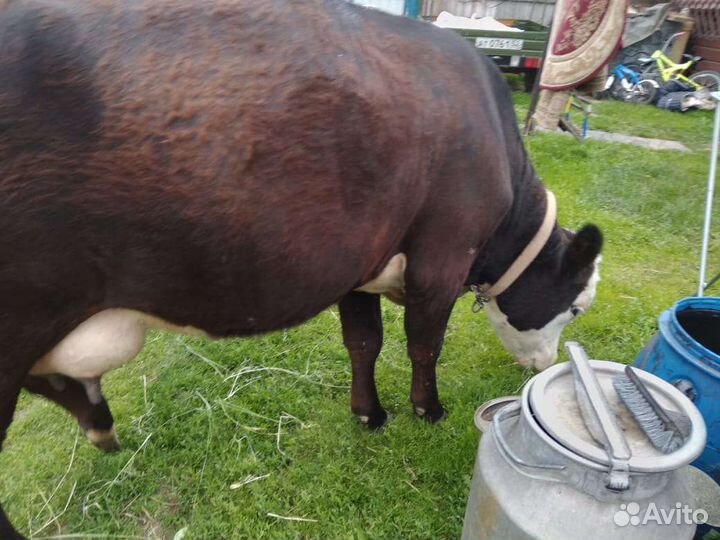 Коровы дойные молочные рядом