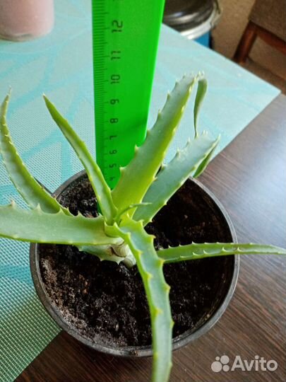 Алоэ столетник