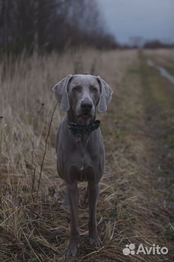 Веймаранер вязка