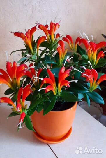 Эсхинантус жар птица