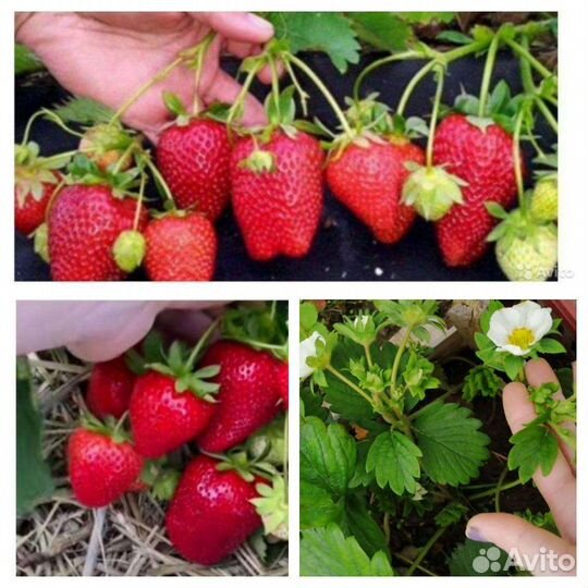 Рассада клубники Гигантелла