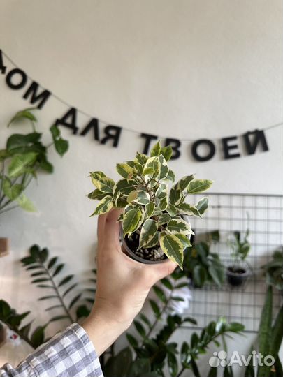 Фикусы