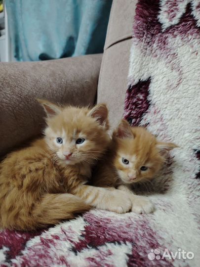 Котята мейн-кун