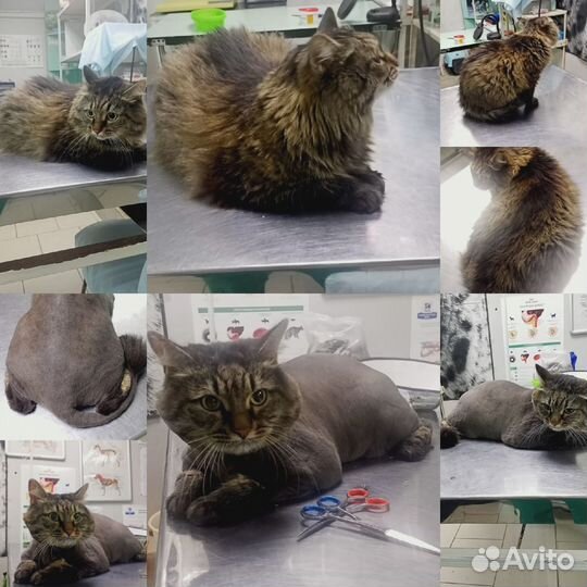 Груминг кошек и чистка зубов собакам