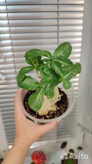 Адениум взрослый