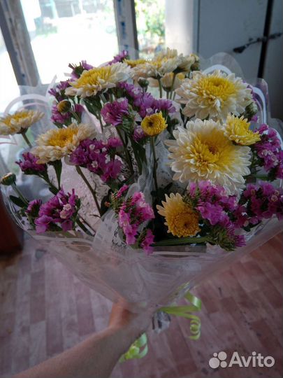 Молодые кустики хризантемы