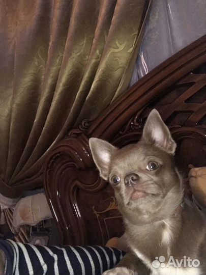 Вязка чихуахуа