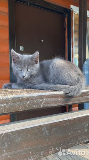 Котята от деревенской кошки-крысоловки
