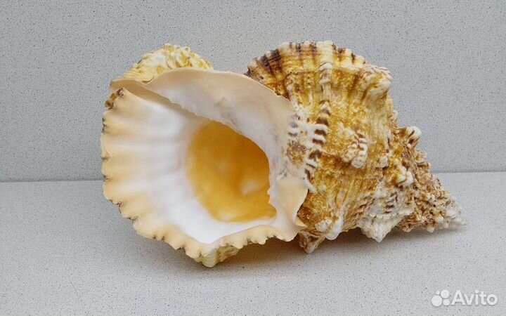 Бурса Буба 26,4 морская ракушка раковина