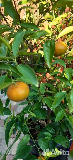 Привитой мандарин