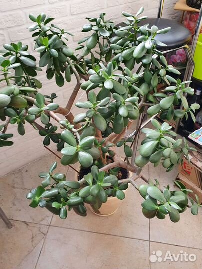 Денежное дерево