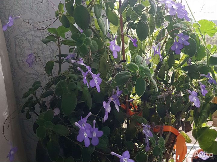 Стрептокарпелла