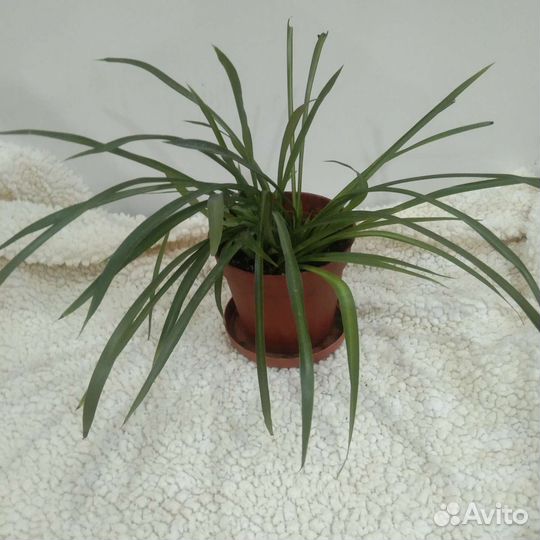 Хлорофитум зелёный