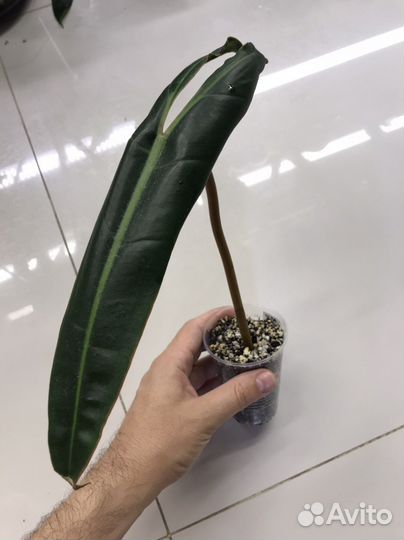 Филодендрон биллитау оранж