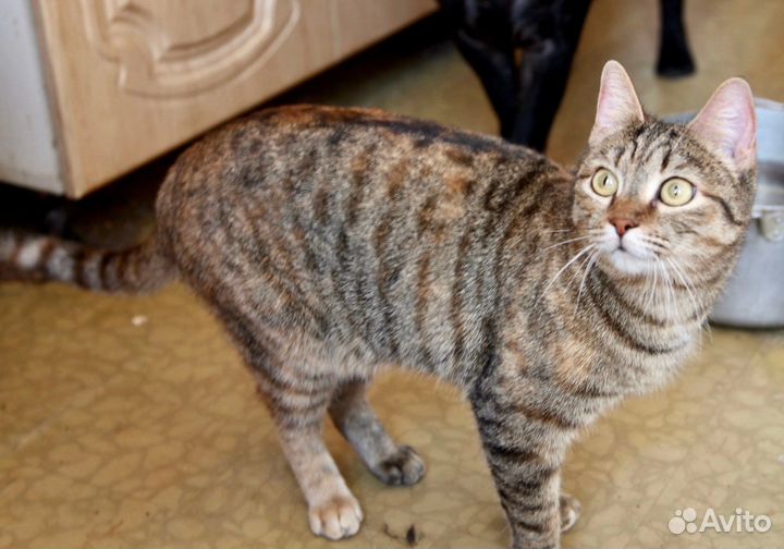 Полосатая самодостаточная Рокси