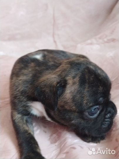 Мальчик тигровый