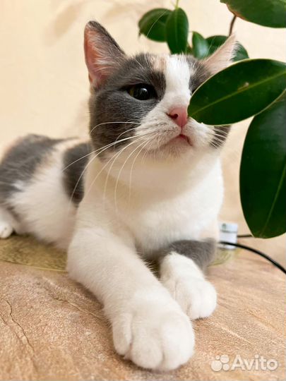 Кошечка в добрые руки