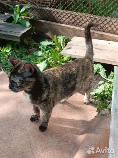 Трехшерстная кошечка, счастье в