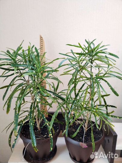 Цветы домашние в горшках