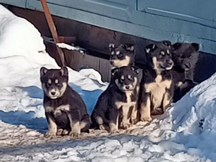 Щенки помесь хаски