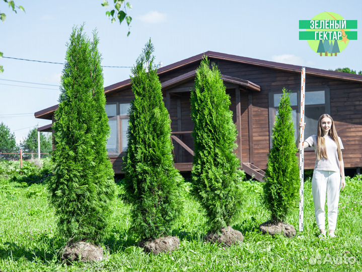 Туи свежая копка 2023