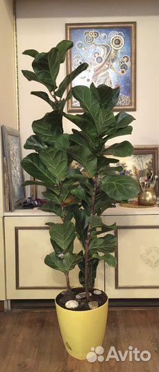 Фикус лировидный