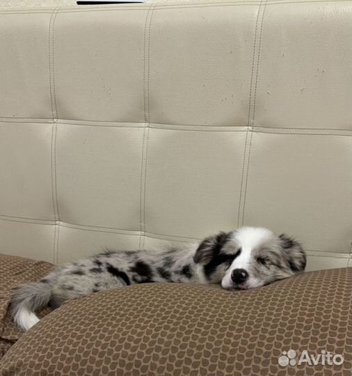 Щенки бордер колли