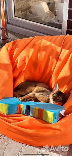 Абиссинская