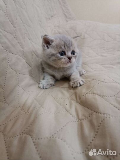 Шотландские котята девочки