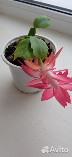 Полная эйфория