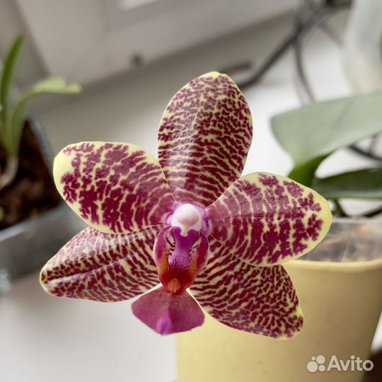 Орхидея Phal Miro Mosla