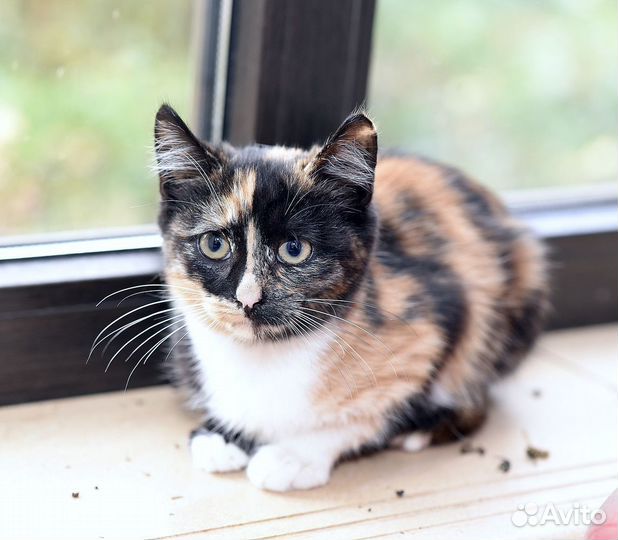 Котенок. Принцесса Роми