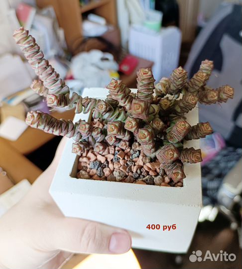 Суккуленты в керамике, красивые на подарок