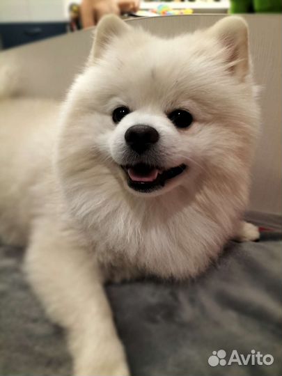 Немецкий шпиц вязка