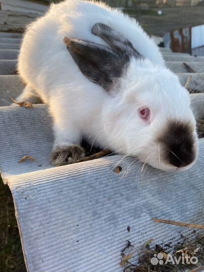 Колифорнийские кролики