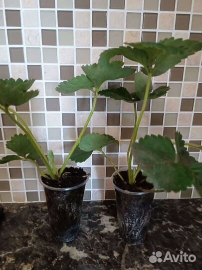 Рассада клубники (купчиха)